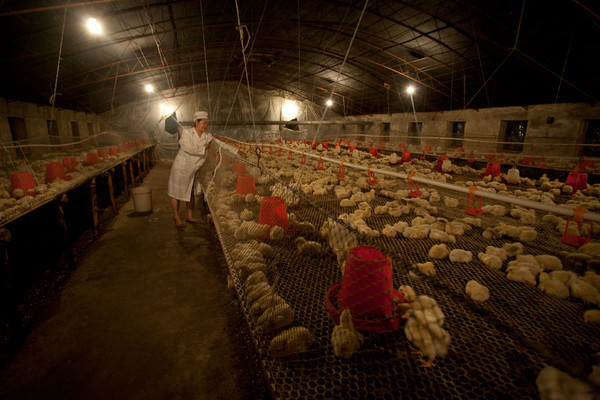 臭氧技術應用養雞場消毒殺菌去味
