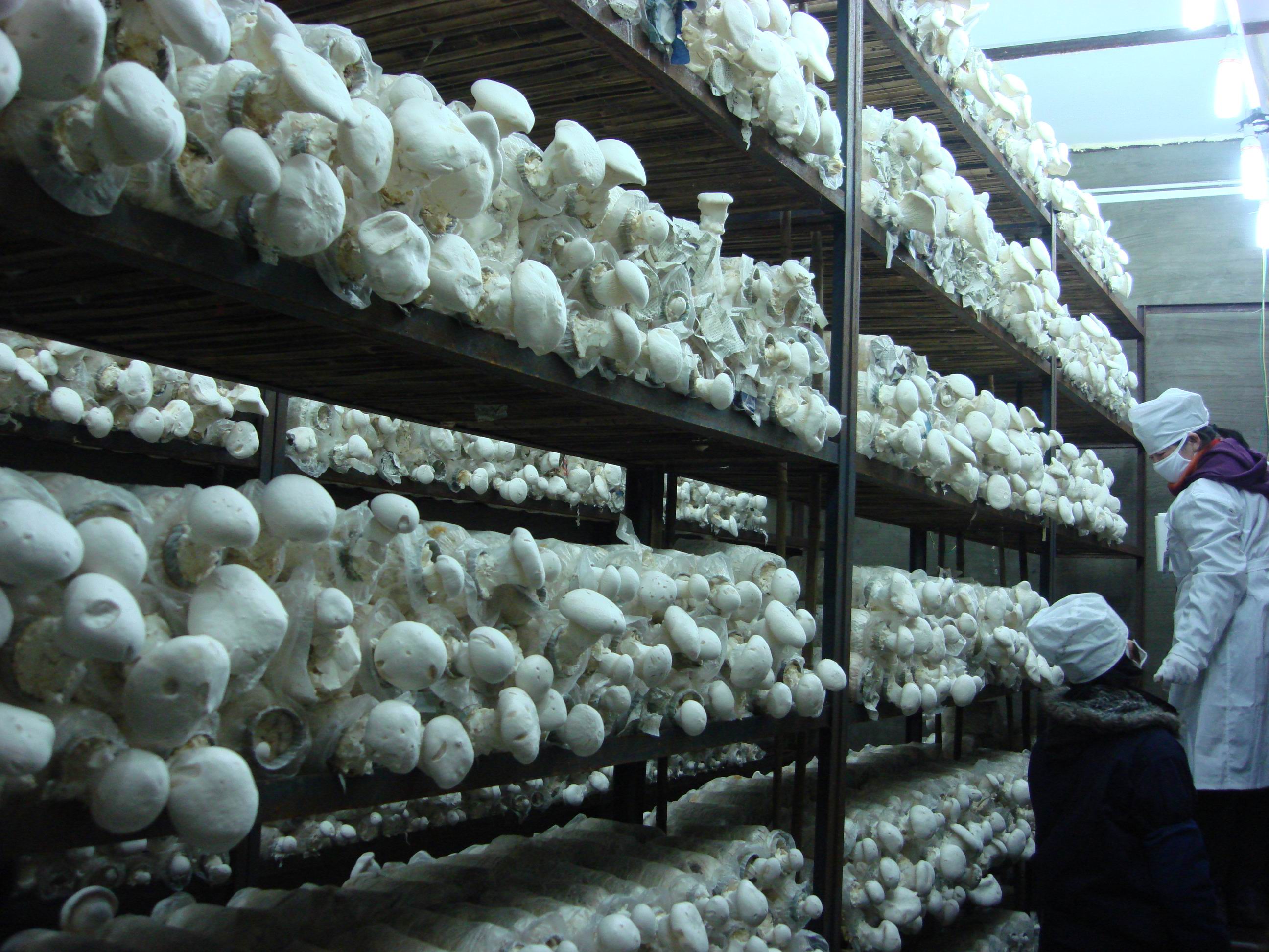 臭氧發生器在食用菌行業的應用